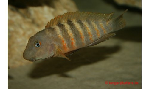 Eretmodus Bulu Point